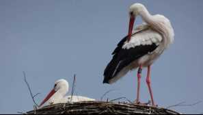 Ptice ulyanovsk regije